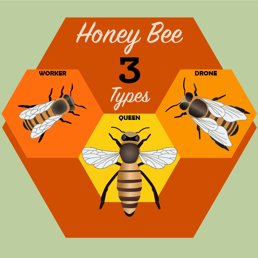 The three types of bees graphic